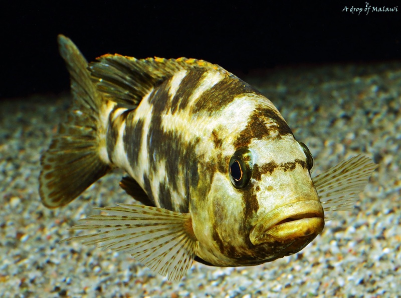Nimbochromis livingstonii